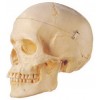 MODEL OF ADULT SKULL LIFE-SIZE